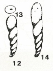 Pseudoreophax marginulinaeformis Suleymanov, 1963