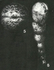 Sulcophax claviformis Rhumbler, 1931