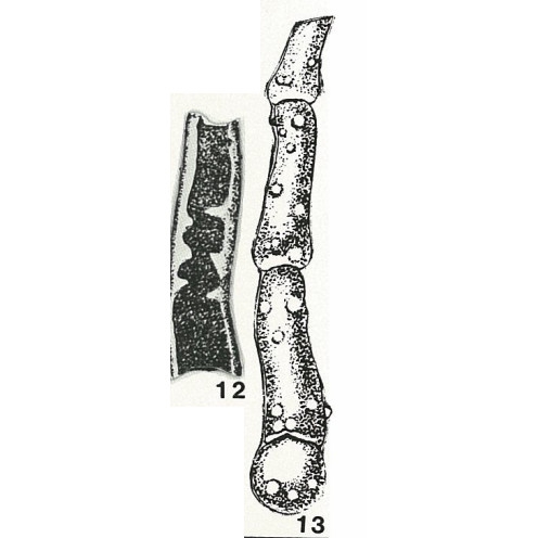 Kalamopsis vaillanti Folin, 1882
