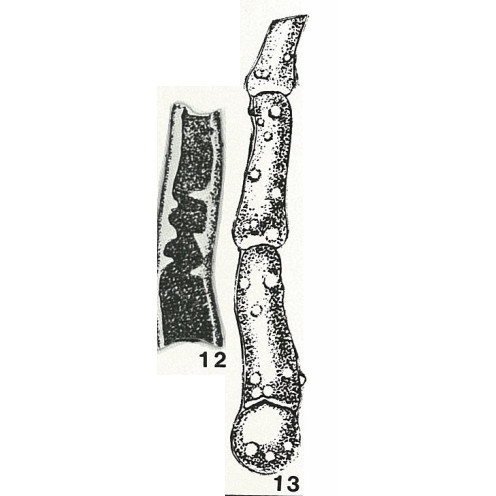 Kalamopsis vaillanti Folin, 1882 Kalamopsis vaillanti Folin, 1882