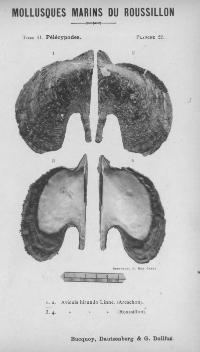 Bucquoy et al. (1887-1898, pl. 22)