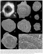 Zaninettia manaarensis Brönnimann & Whittaker, 1983