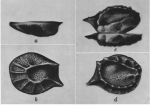 Sarsiella neapolis Kornicker, 1974 Fig. 13