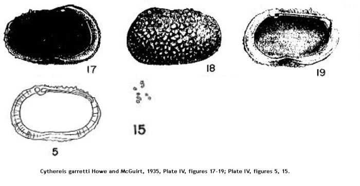 Cythereis garretti Howe and McGuirt, 1935 (Plate IV, figures 17-19; Plate IV, figures 5, 15)