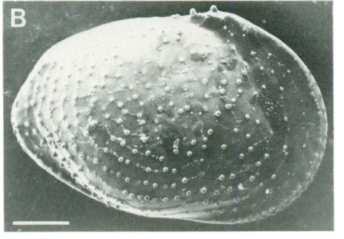 Holotpe of Echinocythereis whatleyi Dingle et al., 1990 (Fig. 35.B)