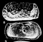 Bradleya rectangulata Yassini & Jones, 1987 (Pl. 5.8-9)