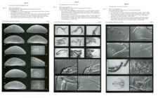 Types of Macrocyprina campbelli Jellinek & Swanson, 2003