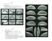 Types of Macropyxis andreseni Jellinek & Swanson, 2003