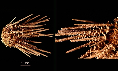 Austrocidaris spinulosa Austrocidaris spinulosa