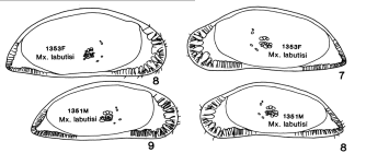 Macropyxis labutisi Maddocks, 1990 (from the original description, Figs 10, 11)