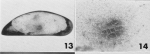 Lectotype of Macrocypris similis Brady, 1880 (Fig from Puri & Hulings, 1976, pl. 01).tif