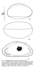 Lectotype and paralectotypes of Bythosypris tumefacta Chapman 1914 (from McKenzie, 1981)