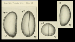 Bythosypris tumefacta Chapman 1914 (from the original description)