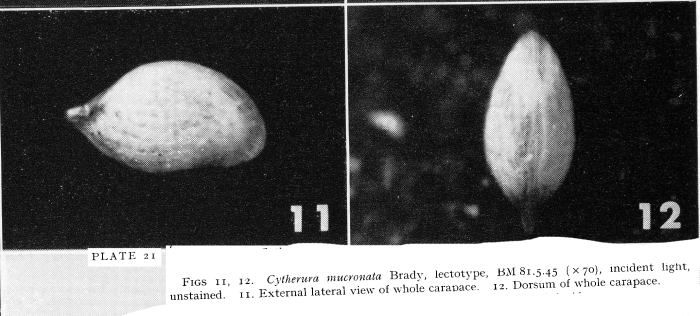 Lectotype of Cytherura mucronata Brady, 1880 