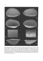 Pseudobosquetina nobilis Jellinek, Swanson & Mazzini, 2006 (from the original description)