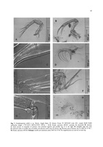 Pseudobosquetina nobilis Jellinek, Swanson & Mazzini, 2006 (from the original description)