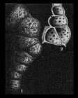 Subbdelloidina haeusleri Frentzen, 1944