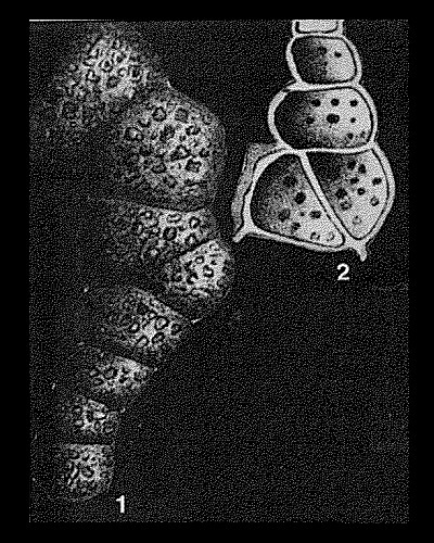Subbdelloidina haeusleri Frentzen, 1944 Subbdelloidina haeusleri Frentzen, 1944