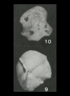 Ammocibicoides notalnus Saidova, 1975