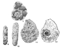 Chromista - Foraminifera (foraminifers)