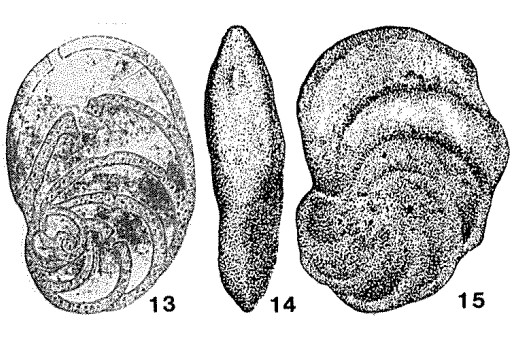 Orbignyna (Lamina) irreperta Voloshina, 1972