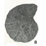 Alveolophragmium planum Bykova, 1939