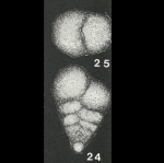 Textularia indistincta Akimets, 1961 