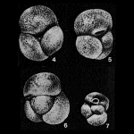 Praecystammina globigerinaeformis Krasheninnikov, 1973