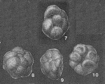 Martyschiella albensis Myatlyuk, 1966