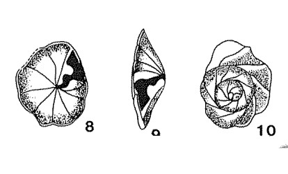 Nezzazata simplex Omara, 1956 Nezzazata simplex Omara, 1956