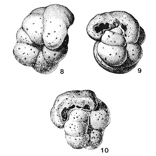 Cribrostomellus apertus Saidova, 1970