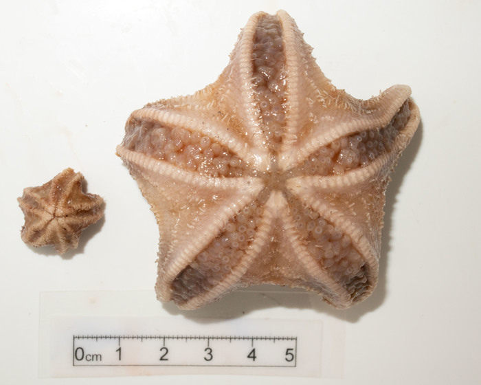 Tylaster willei - pair (oral view) Tylaster willei - pair (oral view)