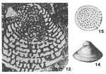 Coskinolina liburnica Stache, 1875