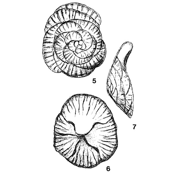 Conorbinella azerbaidjanica Poroshina, 1976