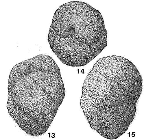 Arenobulimina labirynthica Voloshina, 1961
