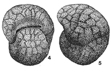 Ataxophragmium (Opertum) incognitum Voloshina, 1972