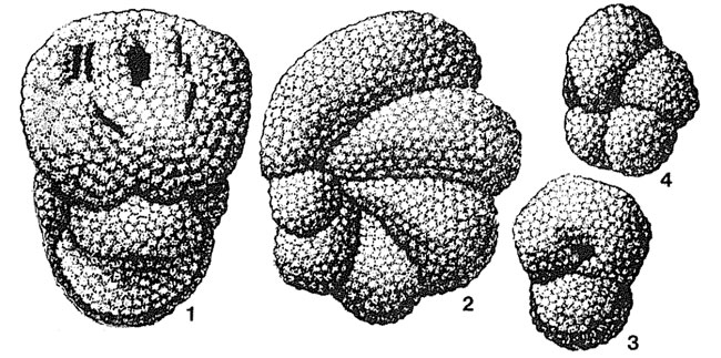 Ataxoorbignyna inflata (Alth, 1850) Ataxoorbignyna inflata (Alth, 1850)