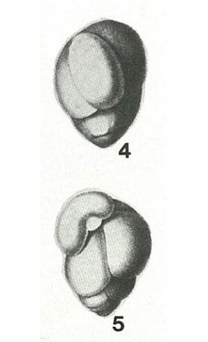 Valvulina gibbosa d'Orbigny, 1840