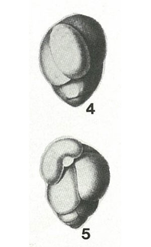 Valvulina gibbosa d'Orbigny, 1840 Valvulina gibbosa d'Orbigny, 1840