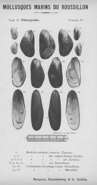Bucquoy et al. (1887-1898, pl. 28) Bucquoy et al. (1887-1898, pl. 28)