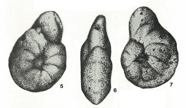 Karaisella uzbekistanica Kurbatov, 1971