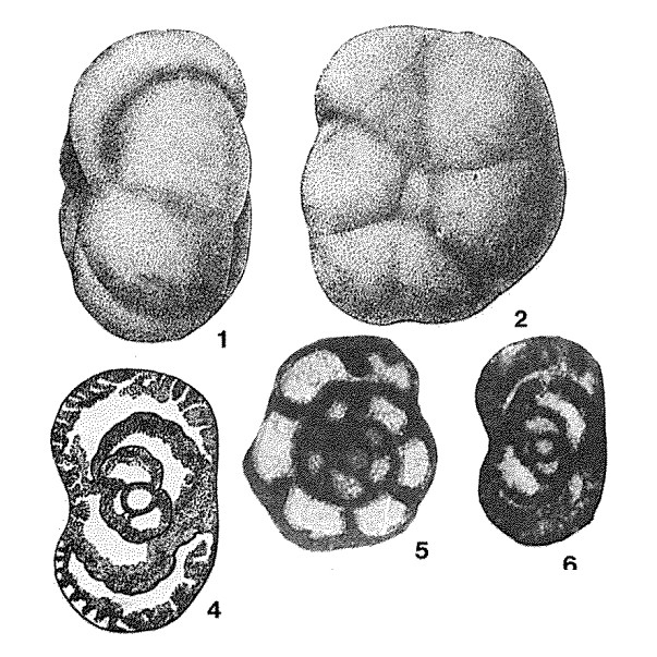 Mesoendothyra izjumiana Dain, 1958