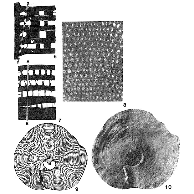 Orbitammina elliptica (d'Archiac, 1843)