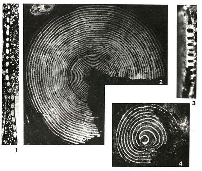 Broeckina dufrenoyi (d'Archiac & Haime in d'Archiac, 1854)