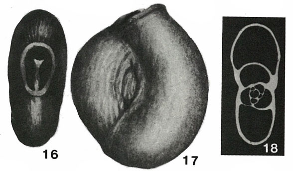 Massilina rugosa Sidebottom, 1904