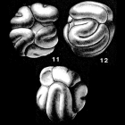 Meandrospira washitensis Loeblich & Tappan, 1946