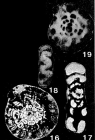 Flectospira prima Crespin & Belford, 1957