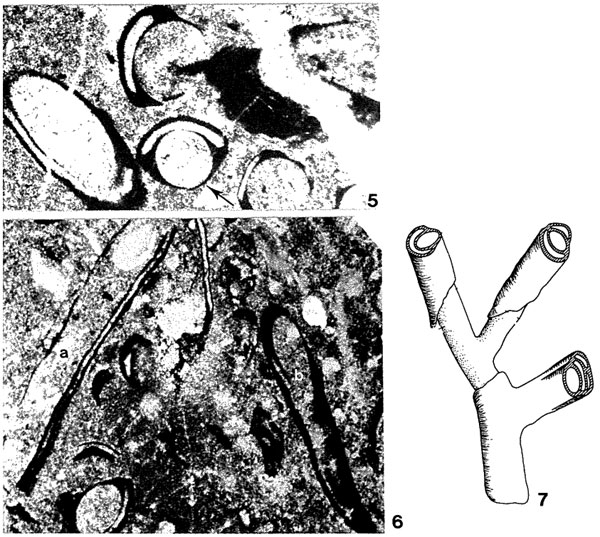 Dorudia dorudensis Jenny & Jenny-Deshusses, 1978