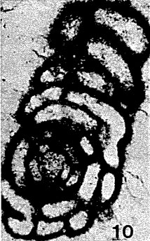Meandrospiranella samueli Salaj, 1967 Meandrospiranella samueli Salaj, 1967