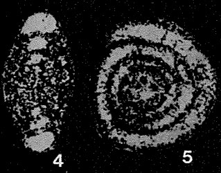 Arenovidalina chialingchiangensis Ho, 1959 Arenovidalina chialingchiangensis Ho, 1959